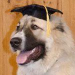 dog wearing a graduation hat